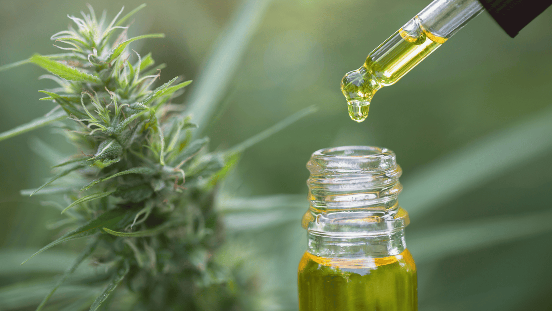 Tout savoir sur l’huile de CBD : Bienfaits et utilisation des huiles AZURA CBD