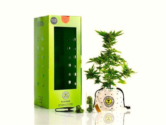 Fleurs de CBD AZURA - Plante Box